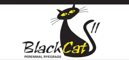 LOLIUM PERENNE - BLACK CAT